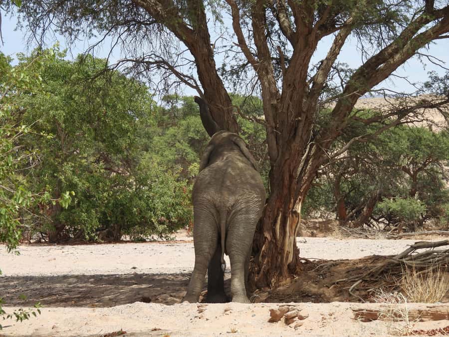 Elephant Adventure with Herson - a native of Damaraland - Your own 4x4 and off-road guiding: what you are really signing up for