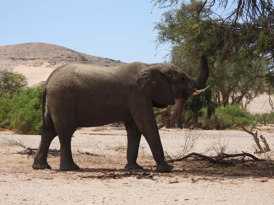 Elephant Adventure with Herson - a native of Damaraland - What you look for: elephant families, giraffes, and desert fauna