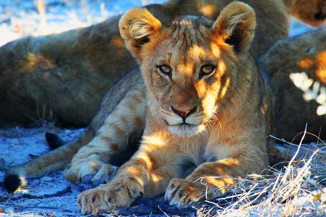 Etosha Express Safari 3 Days / 2 Nights - Key points before you go
