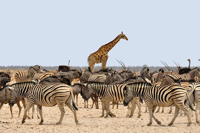 Etosha Express Safari 3 Days / 2 Nights - Hitting Etosha fast: a 3-day rhythm that works