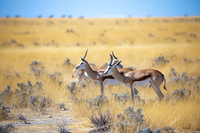 Etosha Express Safari 3 Days / 2 Nights - Sleeping at Etosha-region campsites, and how that shapes the experience