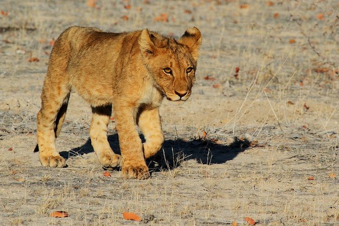 Etosha Express Safari 3 Days / 2 Nights - The guide factor: what Shawn-style guiding brings to the drive