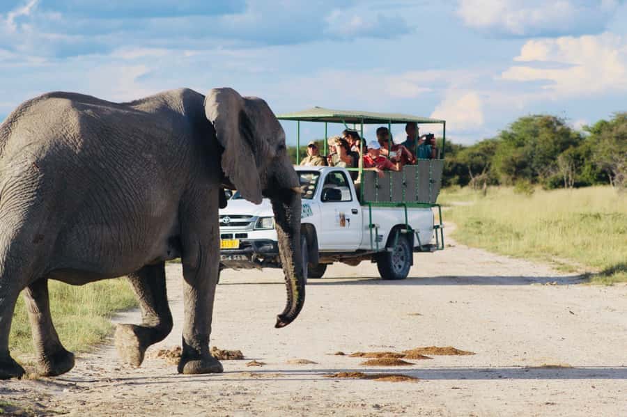 Etosha National Park: Full or Half-Day Game Drive - Key Things I’d Actually Plan Around