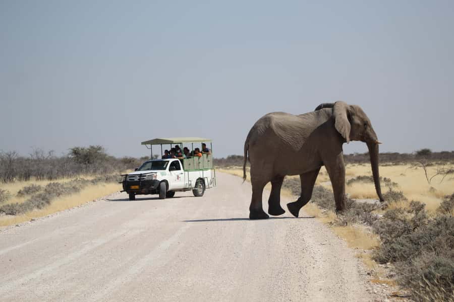 Etosha National Park: Full or Half-Day Game Drive - Etosha Game Drives: What Makes This One Different