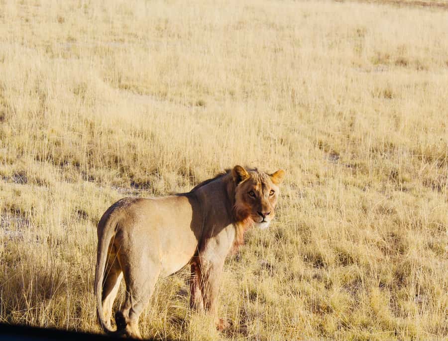 Etosha National Park: Full or Half-Day Game Drive - Wildlife Viewing Strategy: Why Waterholes Win in Etosha