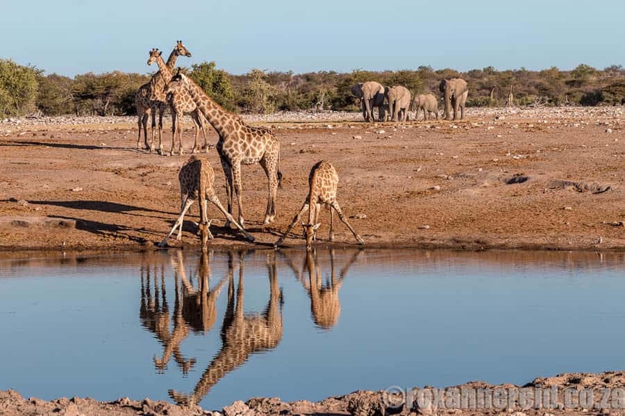 Etosha National Park: Full or Half-Day Game Drive - Lunch Stop at a Lodge: A Needed Break, With Extra Cost