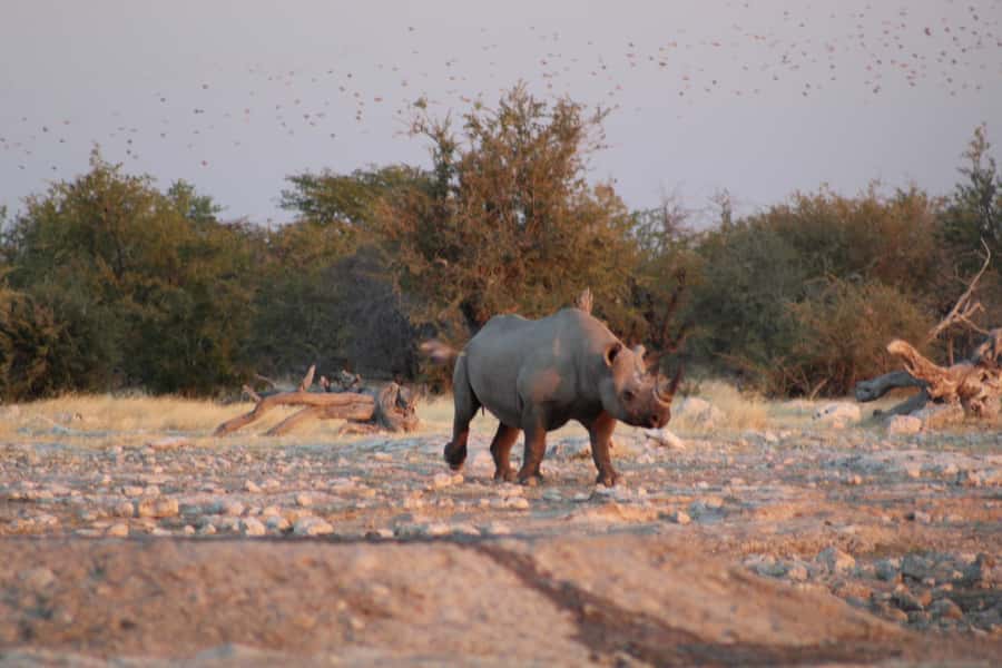 Etosha National Park: Full or Half-Day Game Drive - Afternoon Toward Sunset: When Animals Feel Closer