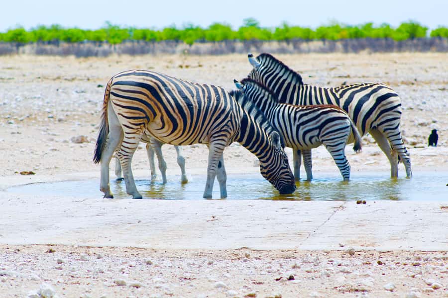 Etosha National Park: Full or Half-Day Game Drive - Price and Value: Is $171 Fair for an Etosha Day?