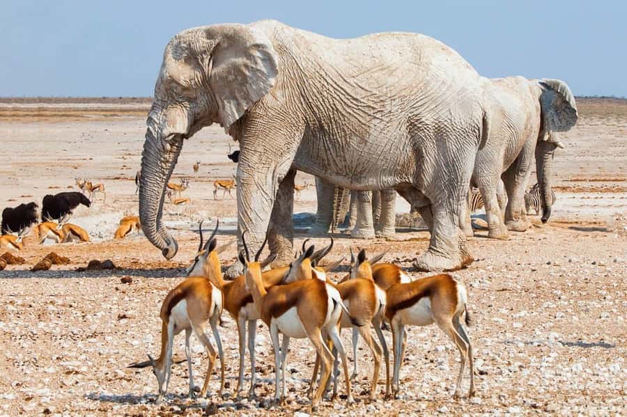 Etosha National Park: Full or Half-Day Game Drive - Who This Safari Is Best For