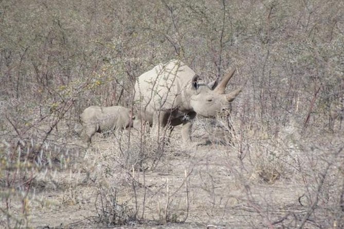 ETOSHA PARK SAFARI with local guides in 9-seater 4x4s - Wildlife viewing at Etosha Pan: what 114 species looks like in real life