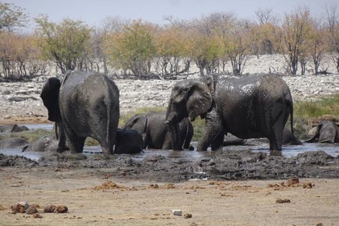 ETOSHA PARK SAFARI with local guides in 9-seater 4x4s - Picnic stop with WC: a practical pause in the middle of the action