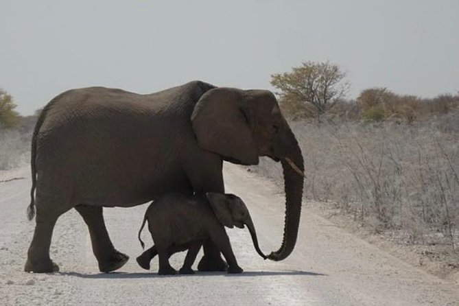 ETOSHA PARK SAFARI with local guides in 9-seater 4x4s - Guide performance: Lazarus and Ben as examples of what to look for