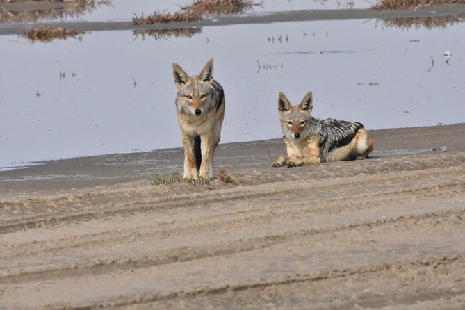 Exhilarating Sandwich Harbour 4x4: Guided Self drive experience - Key things I’d bookmark before you go