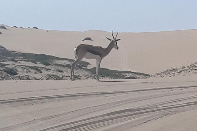 Exhilarating Sandwich Harbour 4x4: Guided Self drive experience - Sandwich Harbour’s dunes feel like a controlled rollercoaster
