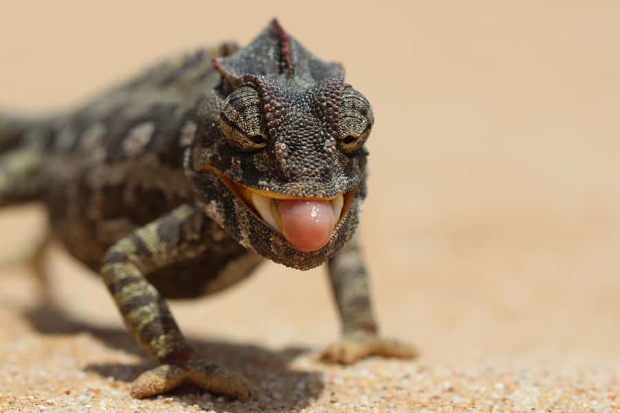 From Swakopmund: Living Dunes Experience - Key highlights to expect on the dune hunt