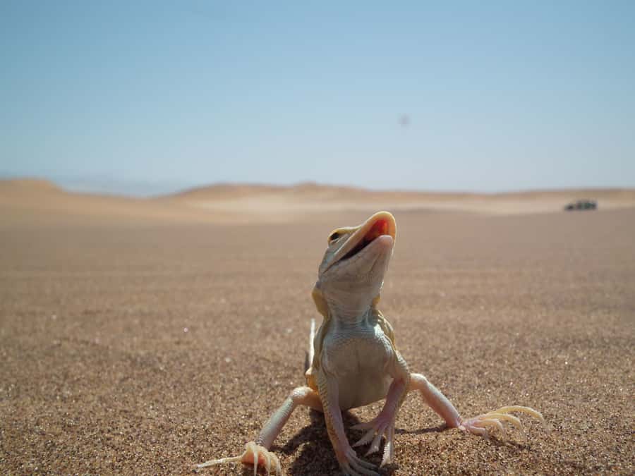 From Swakopmund: Living Dunes Experience - The 3.25-hour dune searching block: safety, walking, and learning to read the sand