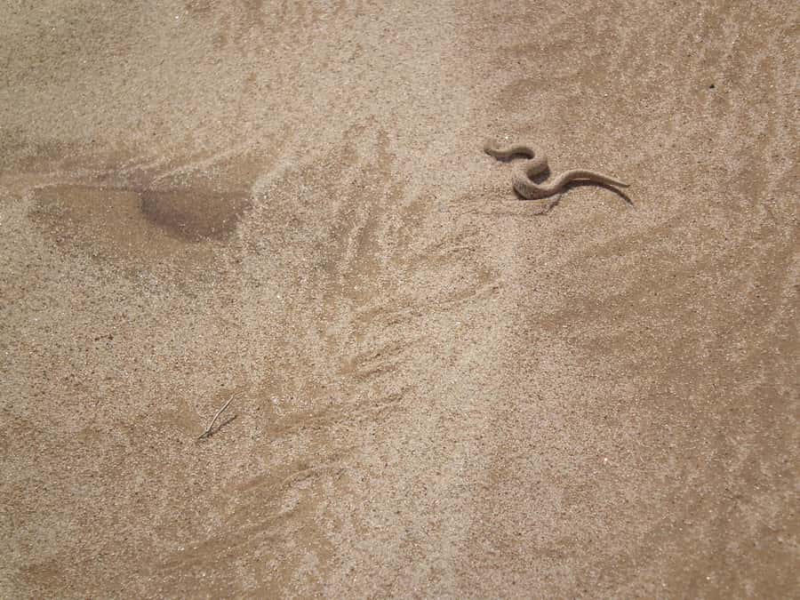 From Swakopmund: Living Dunes Experience - What to bring (so the dunes don’t beat you)