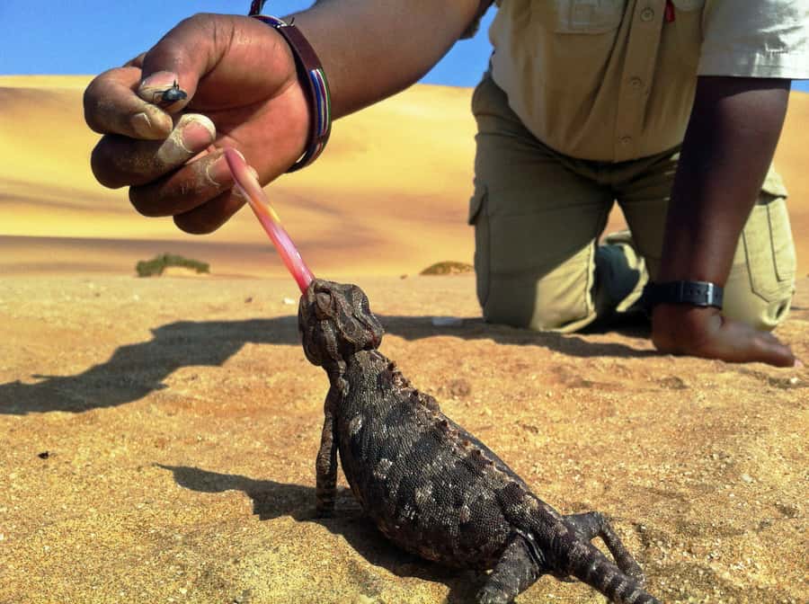 From Swakopmund: Living Dunes Experience - Getting from Swakopmund into the right dune zone (and why the timing matters)