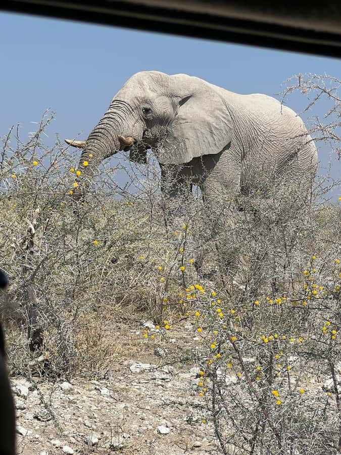 From Windhoek: 3-Day Etosha with Lodge Accommodation - Key highlights worth getting excited about