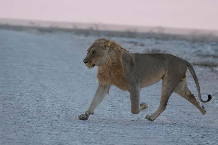 From Windhoek: 3-Day Etosha with Lodge Accommodation - Why Etosha for three days, and why it works from Windhoek