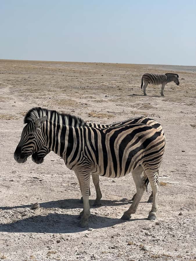From Windhoek: 3-Day Etosha with Lodge Accommodation - Day 1 from Windhoek to Okaukuejo Lodge and the waterhole at night