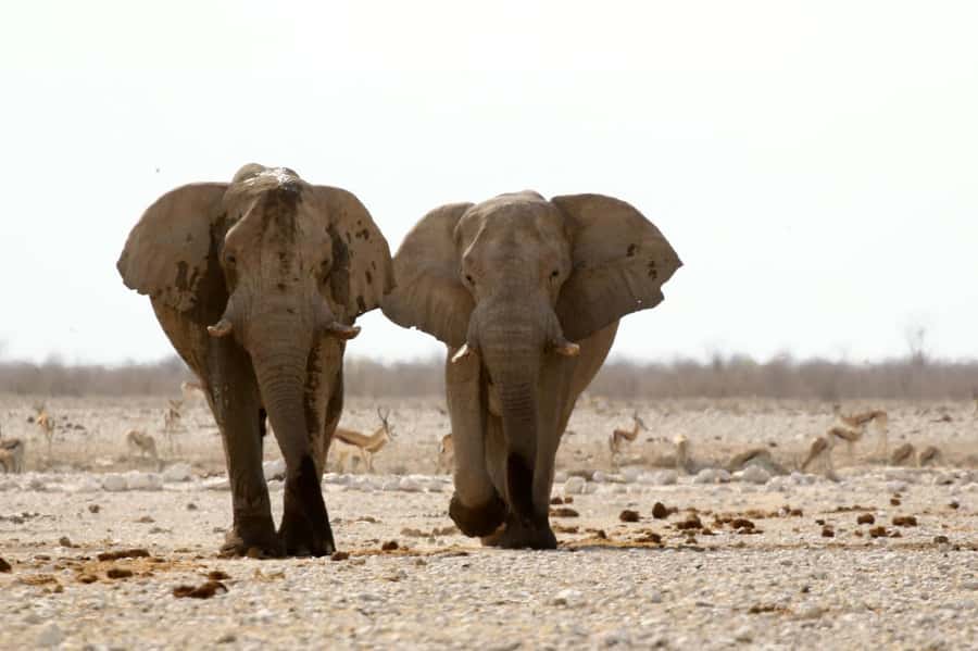 From Windhoek: 3-Day Etosha with Lodge Accommodation - Lodge comfort, included meals, and why guides matter more than you think