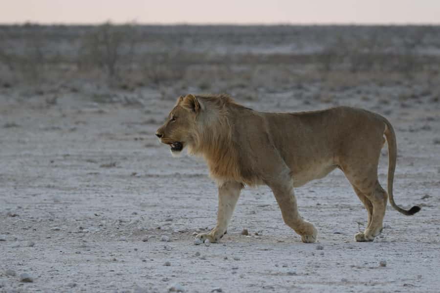 From Windhoek: 3-Day Etosha with Lodge Accommodation - Price and value: what you get for $1,370 per person