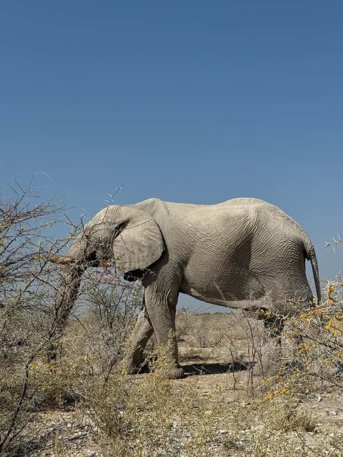From Windhoek: 3-Day Etosha with Lodge Accommodation - Pickup, small group size, and what the schedule really feels like