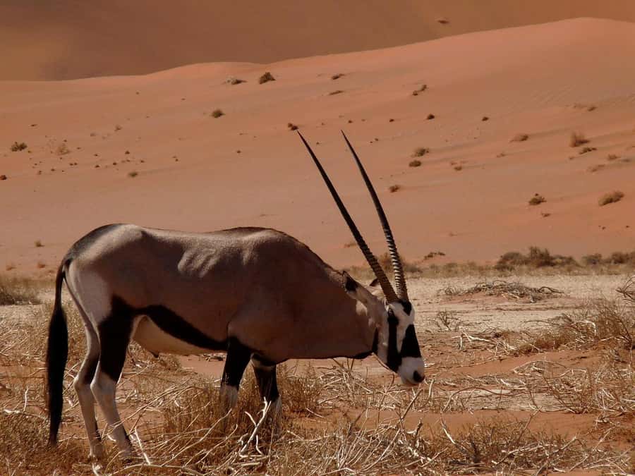 From Windhoek: 3-Day Sossusvlei Shared Shuttle Tour - Price and What You Actually Get for $1,150