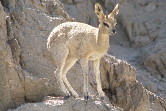 Full-Day Tour in Namib Desert from Swakopmund, Namibia - Key highlights you should care about