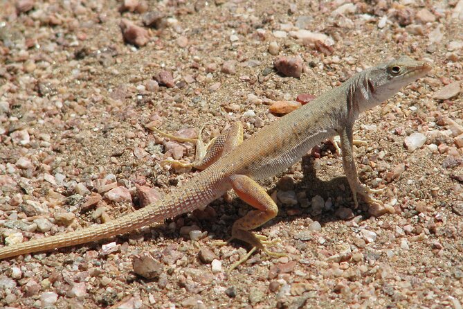 Full-Day Tour in Namib Desert from Swakopmund, Namibia - The “moonscape” stop: learning to see plants, rocks, and lichens
