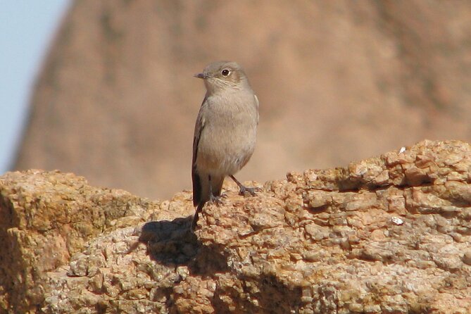 Full-Day Tour in Namib Desert from Swakopmund, Namibia - Getting picked up in the morning, and why the group size matters