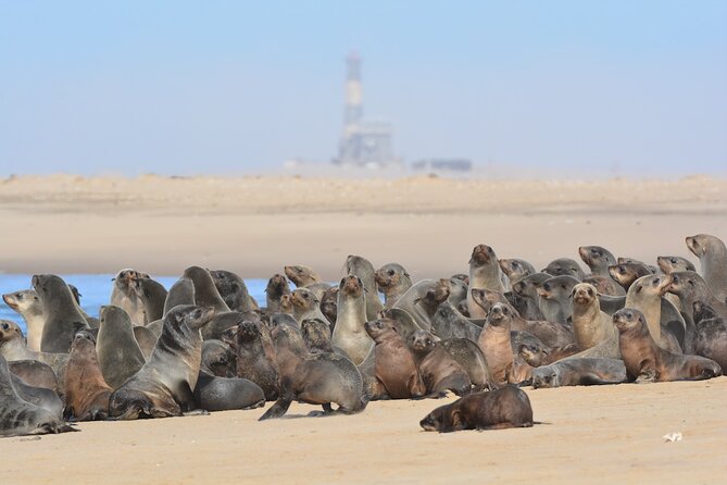 Half Day Original Seal Kayak Adventure, Pelican Point, Walvis Bay - Getting to Pelican Point: the 8:00 am 4x4 ride