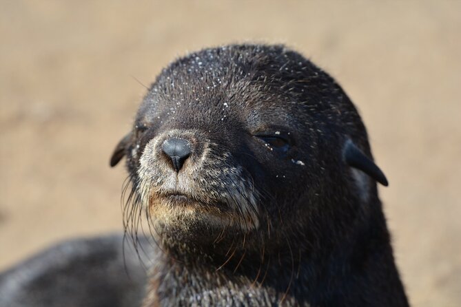 Half Day Original Seal Kayak Adventure, Pelican Point, Walvis Bay - Seals and dolphins: what wildlife time feels like on the water