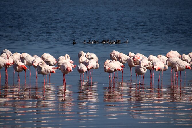 Half Day Original Seal Kayak Adventure, Pelican Point, Walvis Bay - Why this is an eco-friendly style of tour, not just marketing