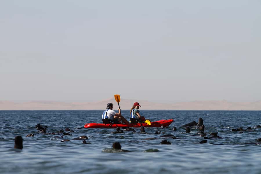 Kayak Dune Day - Catamaran to Pelican Point, Fast Start in Walvis Bay