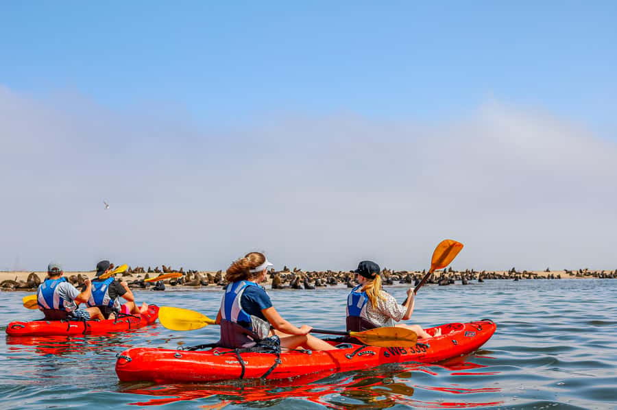 Kayak Dune Day - Kayaking Among Cape Fur Seals on Pelican Point Peninsula