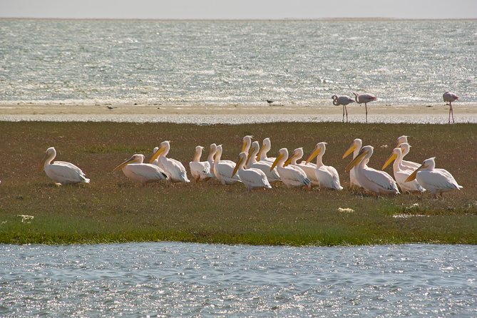 Kayaking and Sandwich Habour Guided Day Tour from Walvis Bay - Meeting at Walvis Bay Angling Club, and how the day starts