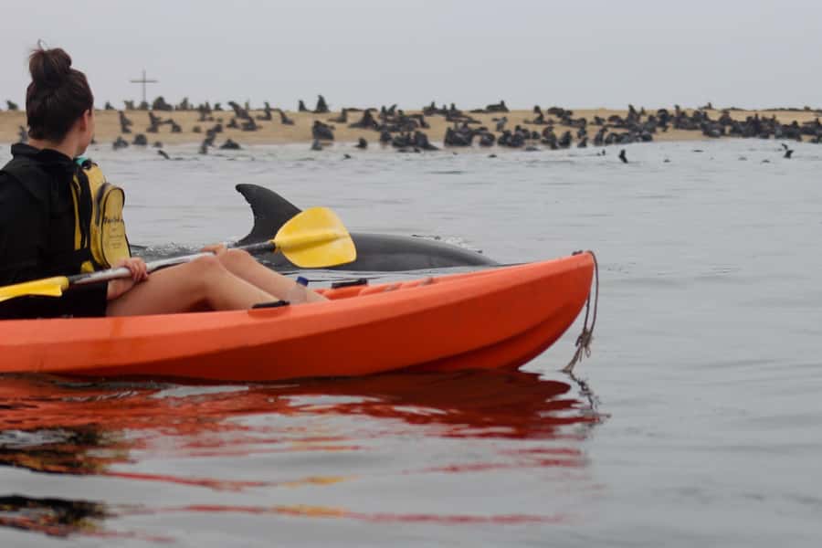 Kayaking and Sandwich Harbour Combo Tour - Kayaking at Pelican Point: seals everywhere, dolphins in the mix