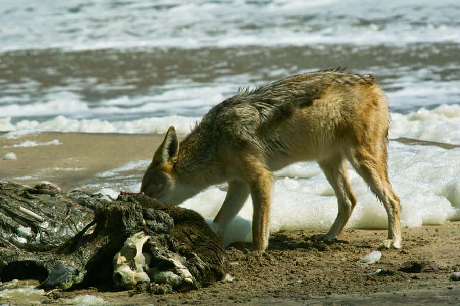 Kayaking and Sandwich Harbour Combo Tour - Who should book this Namibia combo tour