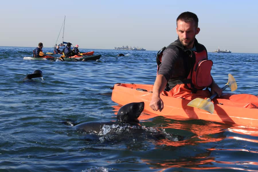 Kayaking and Sandwich Harbour Combo Tour - Walvis Bay Lagoon morning drive: birds before the paddles
