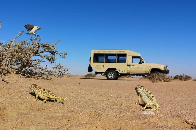 Living Desert Eco Dune Tour - Swakopmund to the Namib dunes: how this half-day works