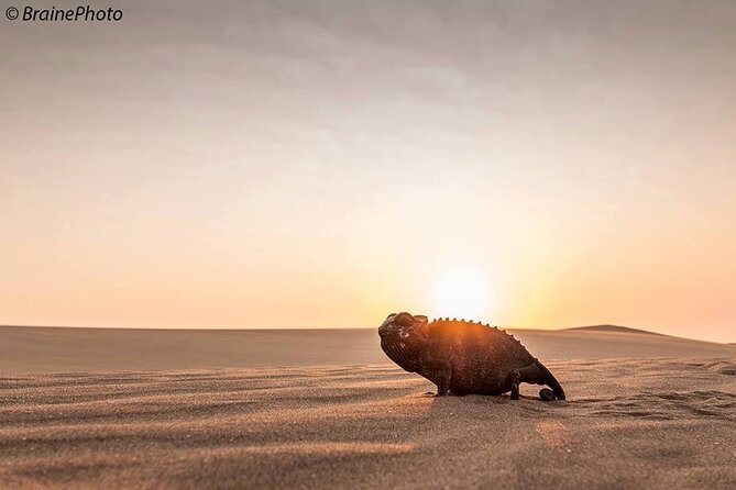 Living Desert Eco Dune Tour - Spotting wildlife with a guide like Arnold
