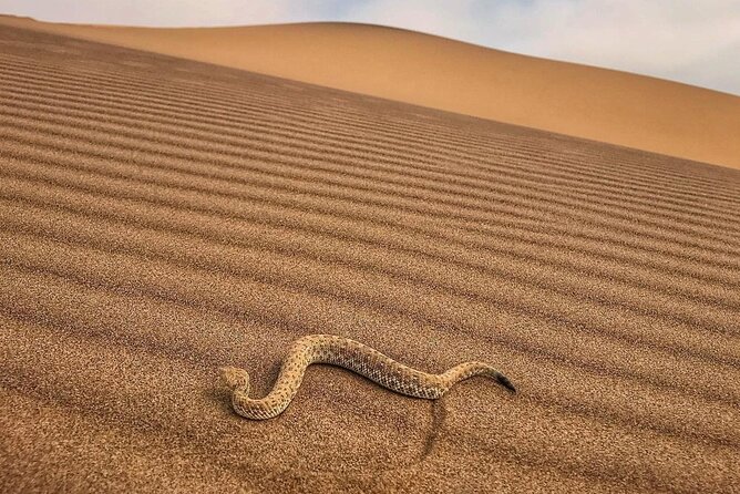 Living Desert Eco Dune Tour - Price and value: is $60.39 a good deal?
