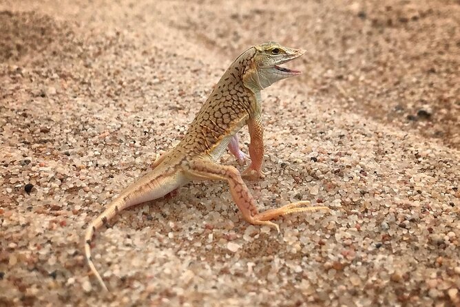 Living Desert Eco Dune Tour - Comfort, group size, and what to bring
