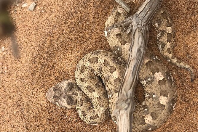 Living Desert Eco Dune Tour - Who should book, and who should skip this one