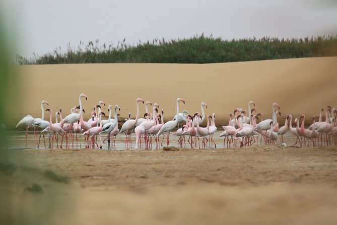LIVING DESERT TOUR (Little 5 tour) - How this 4-hour tour really plays out in the Namib