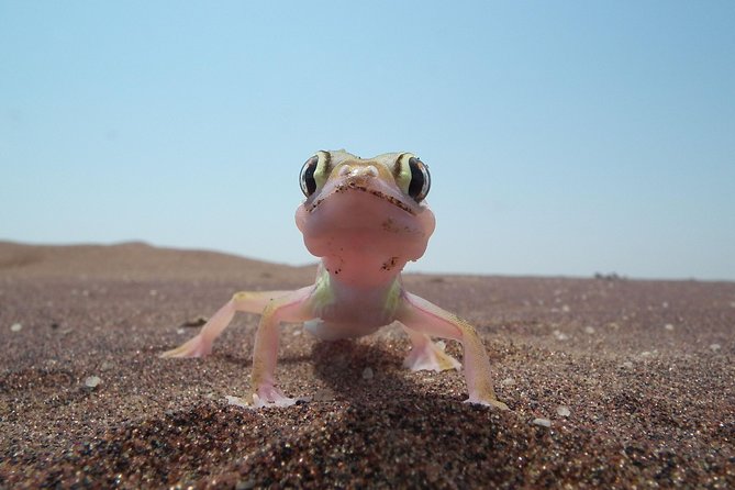 Living Dunes Experience from Swakopmund - From Swakopmund’s edge to the living desert belt