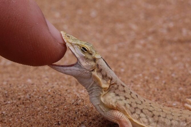 Living Dunes Experience from Swakopmund - Wildlife spotting: Palmato Geckos and the small stuff that counts
