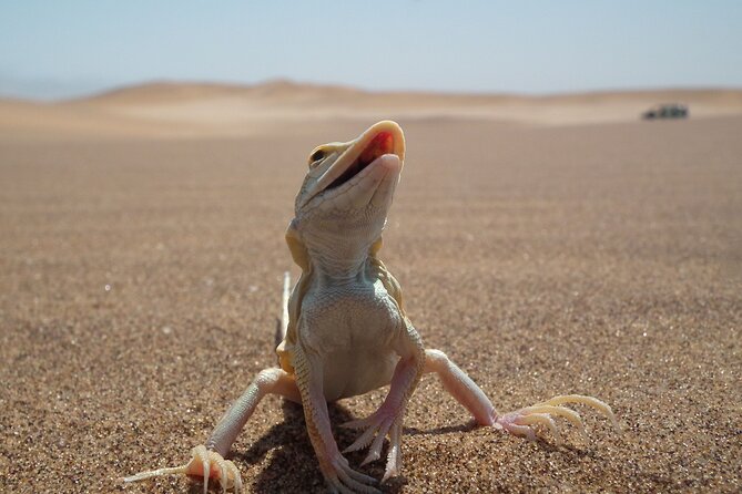 Living Dunes Experience from Swakopmund - How the guide turns dunes into a story you can follow